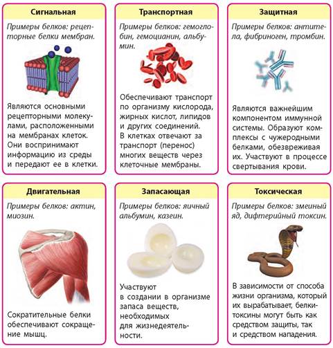 Примеры белков