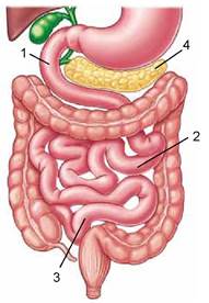 Реферат: Органи травлення Тонка кишка Травлення в тонкій кишці