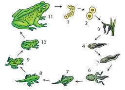 Схема развития лягушки 7 класс