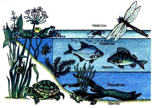 Нектон группа организмов. Планктон Нектон Нейстон. Биоценоз пруда ярусность. Ярусность водных биоценозов. Нектон Нейстон бентос.
