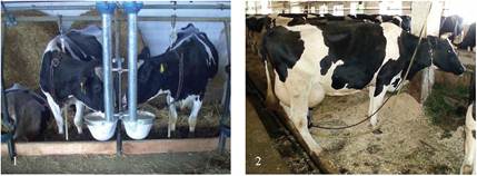 Утримання корів на короткій (1) та довгій прив'язі (2)