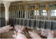 Вільний доступ свиней до годівниць