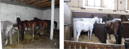 Різні модифікації стійл для коней (А – перегороджене металевою трубою; Б – з суцільними перегородками)