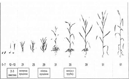 Етапи органогенезу пшениці озимої за шкалою ВВНС