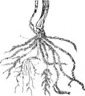 Первинні та вторинні корені ячменю: 1 – зародкові, або первинні, корені: 2 – стеблові, або вторинні, корені з вузла кущення