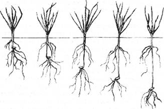 Глибина залягання вузла кущення у пшениці за різної глибини загортання (від 3 до 15 см)