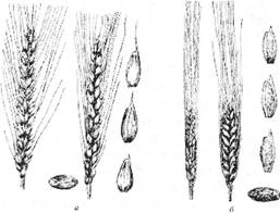 Колос і зерно пшениці: а – м'якої; б – твердої