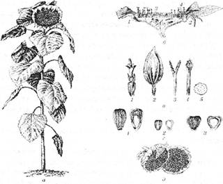 Соняшник: а –загальний вигляд; б – будова розквітлого кошика (1 – листочки обгортки, 2 – язичкові квітки, 3 – трубчасті квітки, що не розкрилися, 4 – розквітлі трубчасті квітки); в – окремі частини квітки соняшнику (1 – трубчасті, 2 – язичкові, 3 – маточка, 4 – пиляк, 5 – пилок); г – насіння (1 – лузального соняшнику, 2 – олійного, 3 – межеумка); д – дозрілі кошики