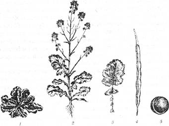 Озимий ріпак: 1 – рослина першого року/ (розетка); 2 – рослина на другий рік життя; 3 – листок; 4 – плід (стручок); 5 – насінина